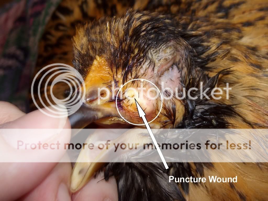 InjuredChicken010.jpg