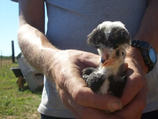 chickens015.jpg