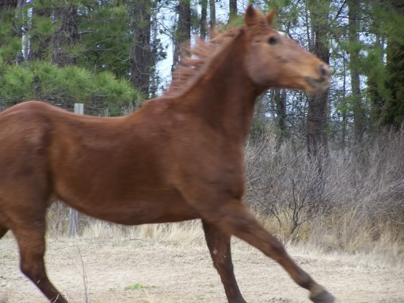 horse8.jpg