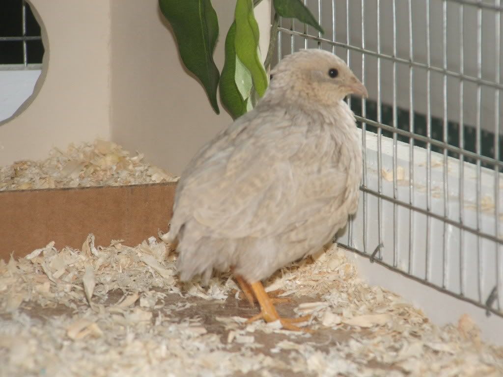 2009_0221quails0012.jpg