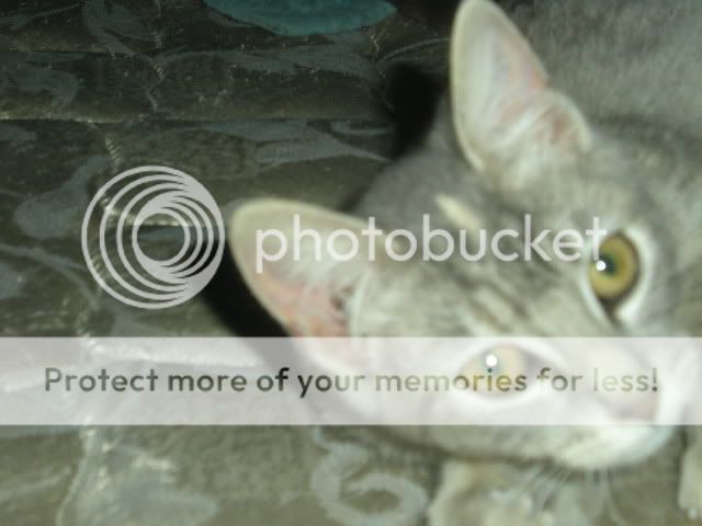 newkitten004.jpg