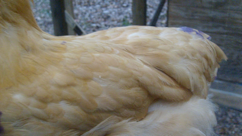 S6304461.JPG