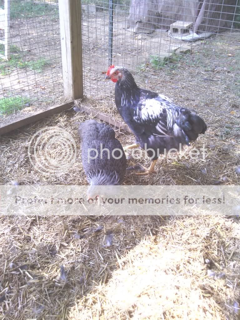 IMG_20130719_094828_zps551c8a23.jpg