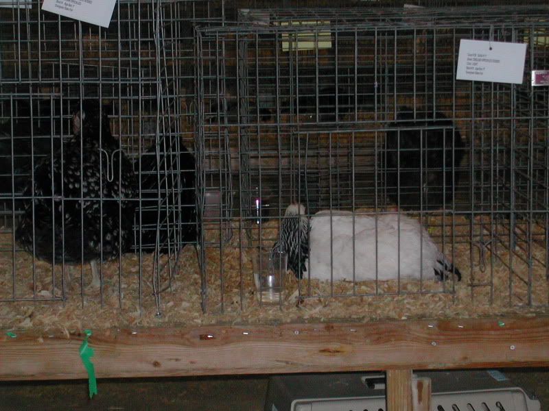 DSCN4085.jpg