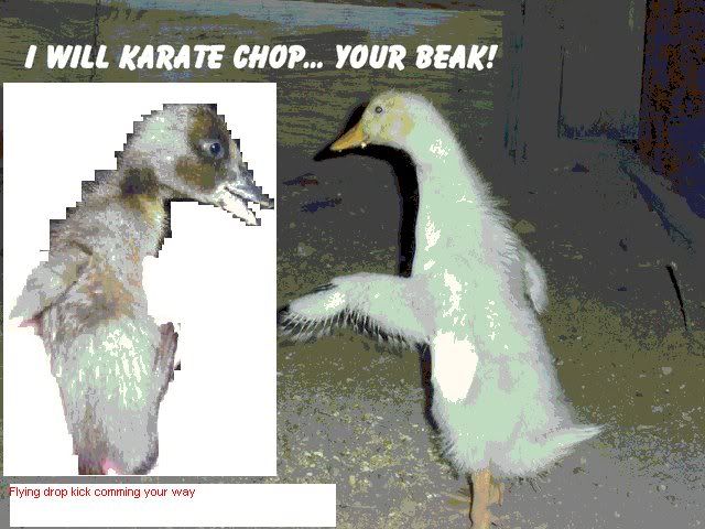 karated22.jpg
