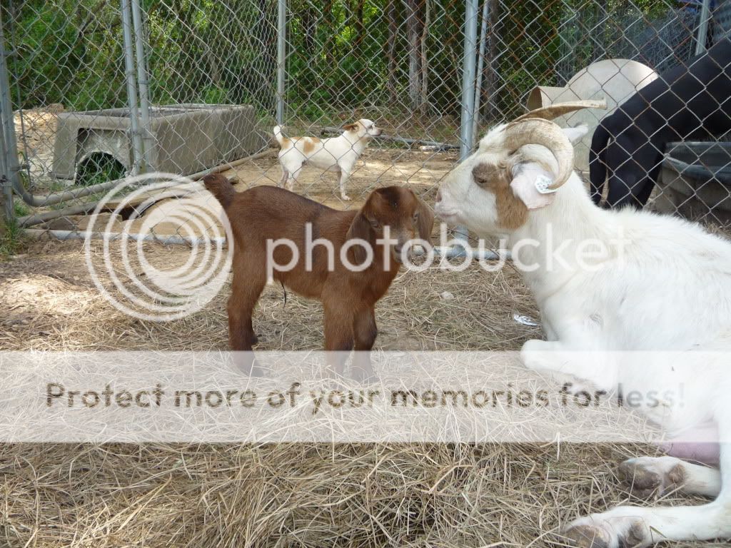 goat.jpg