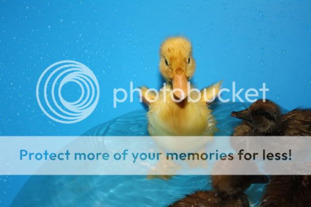 ducks1stbath011.jpg