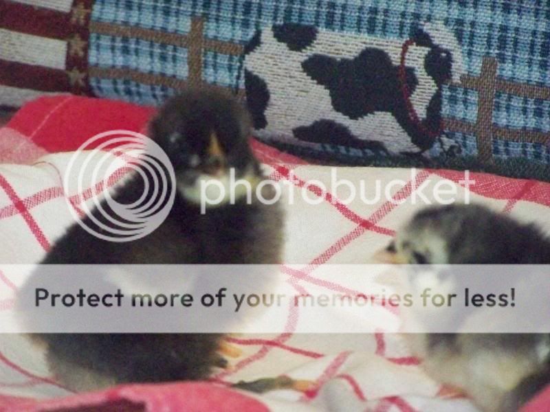 003-1.jpg