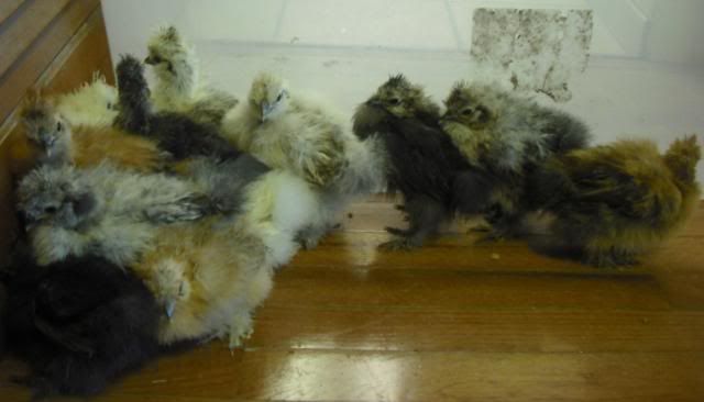 silkiechicks4.jpg