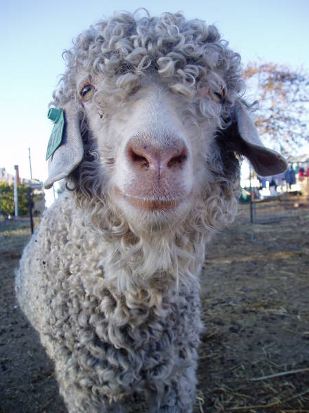 9-05-08_Goats_037.JPG