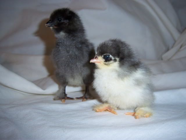 firstchicks044.jpg