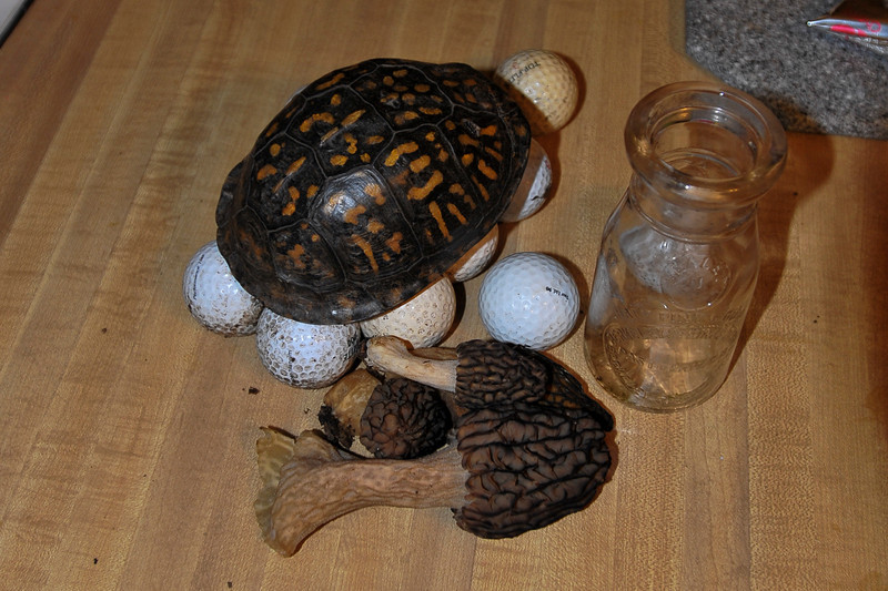 pc1_6361-L.jpg