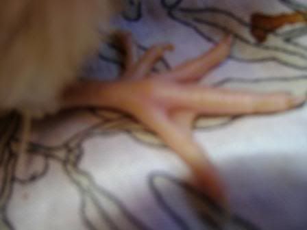 feet.jpg