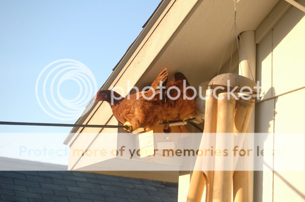 Okayyesitsabirdhouse.jpg