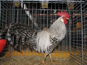 beef099d_SilverCreleLeghorn1.jpeg