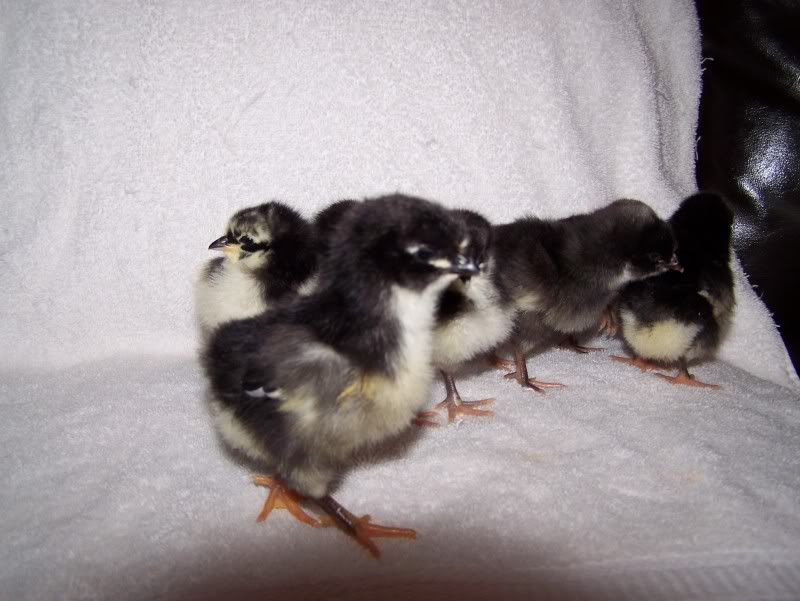 IDChicks002.jpg