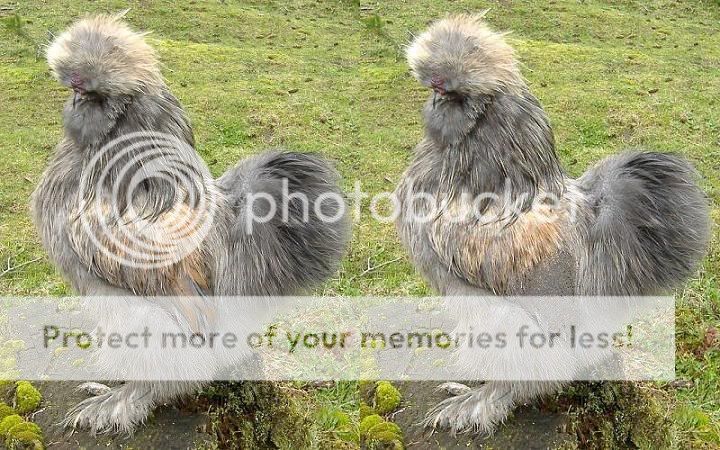 PartridgeSilkiecomparison.jpg