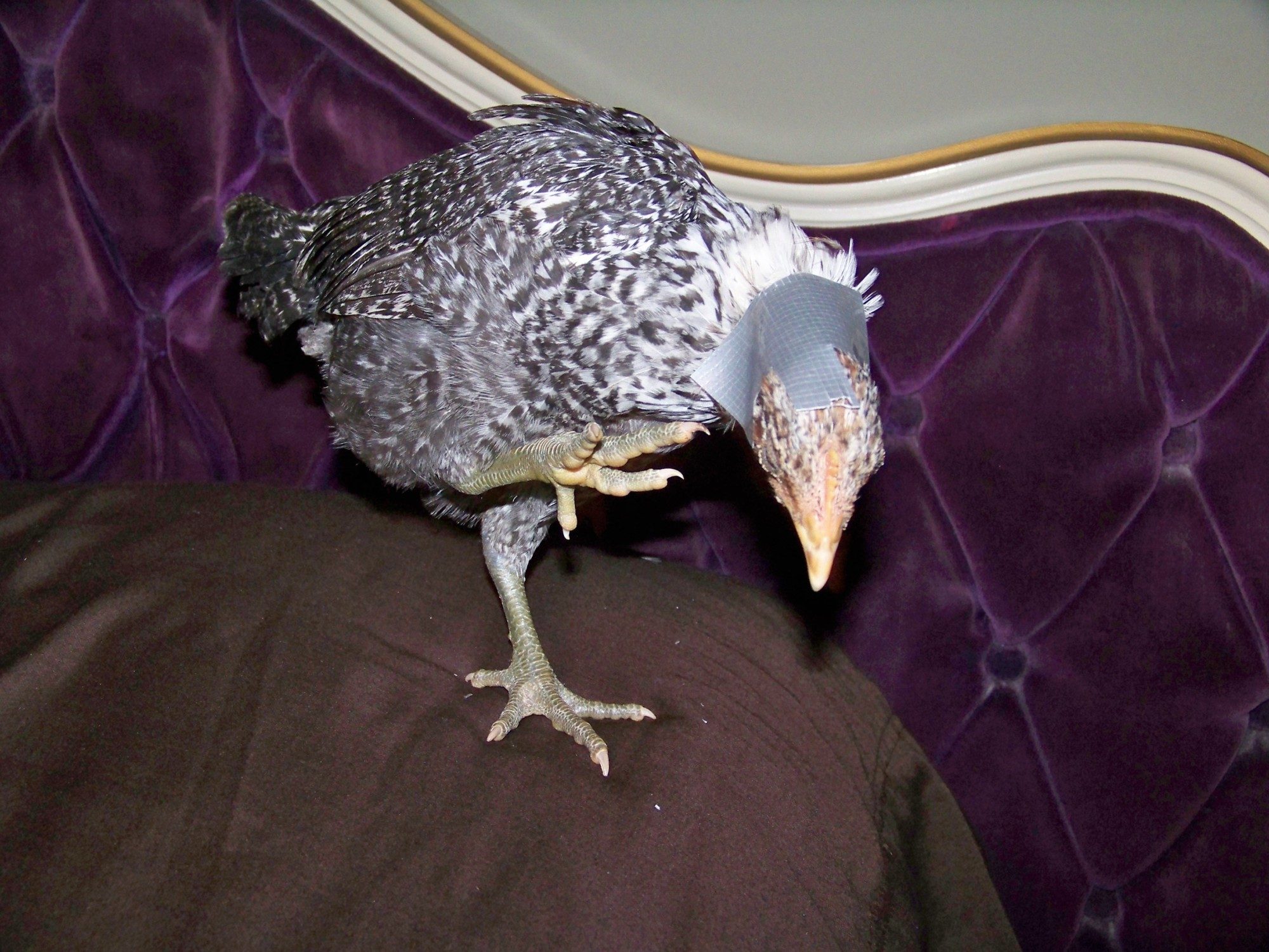 200x200px-ZC-4263a78c_scratch-001.jpeg