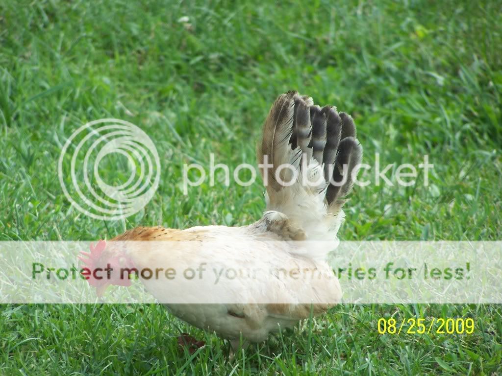 100_6598.jpg
