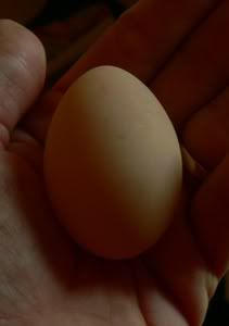 nimiegg.jpg