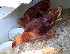chicken%20014%20sm.jpg