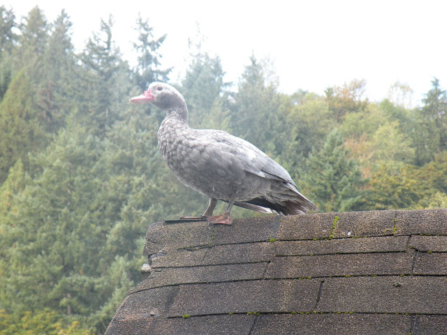 DSCN5160.JPG
