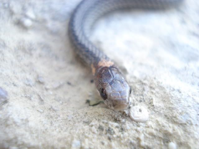 OrangeBellySnake031.jpg