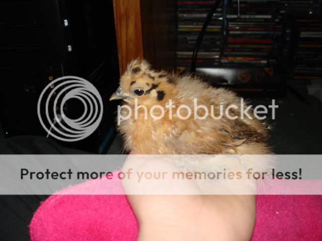 DSC01396.jpg
