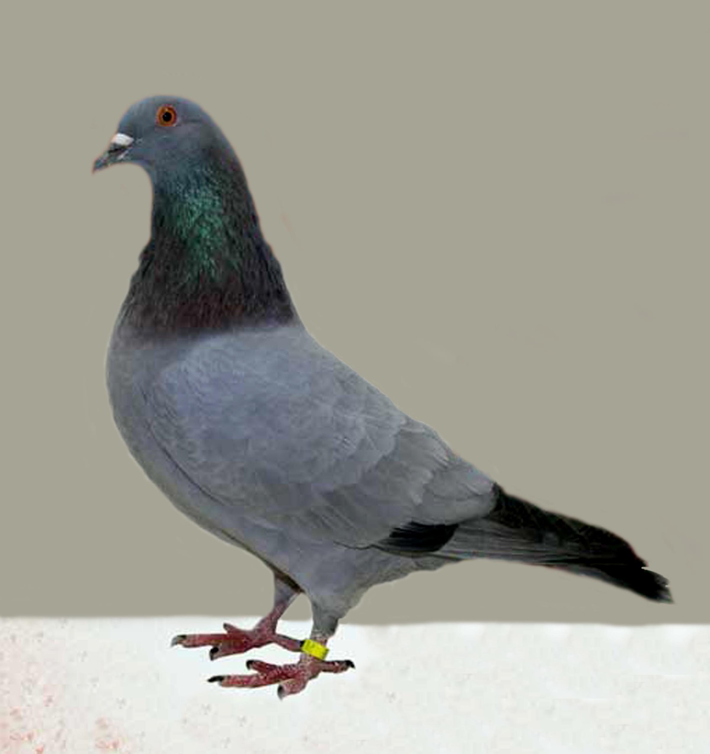 Gascogne_pigeon%28barless_blue%29.jpg