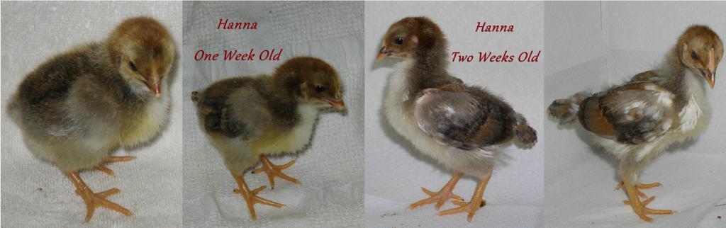 900x900px-LL-b98492cd_105574_hanna_progression.jpeg