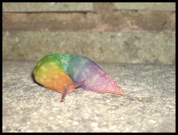 Rainbow_Slug_by_Hello_Sleepy.jpg