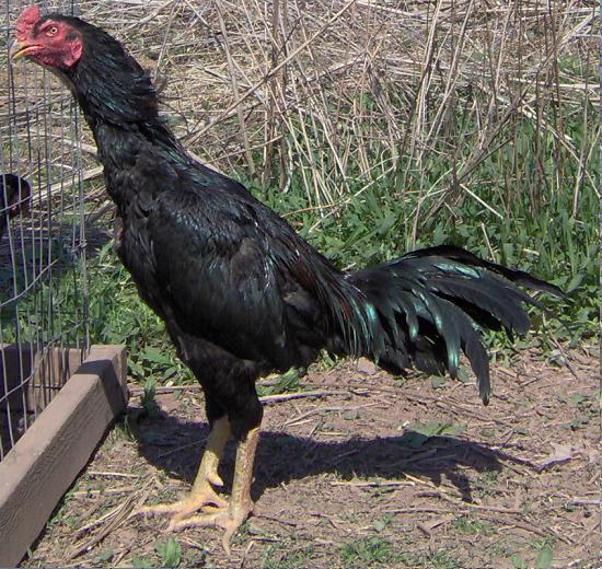 darkthaibrazilliancock.JPG