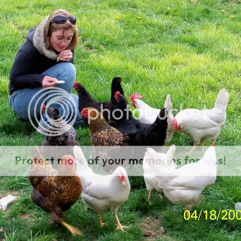 chickens.jpg