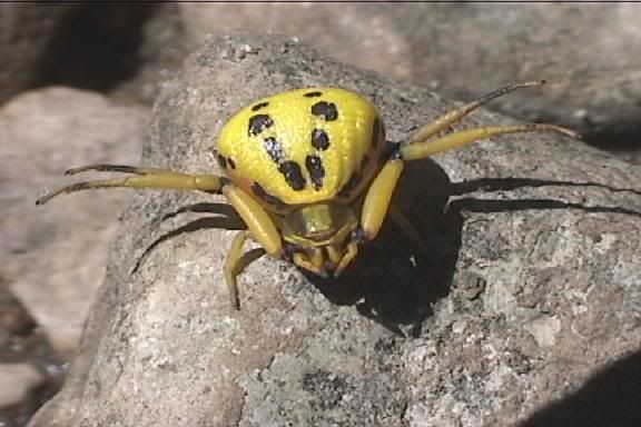 yellowspider2.jpg