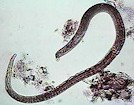TRichSpirWorm.jpg