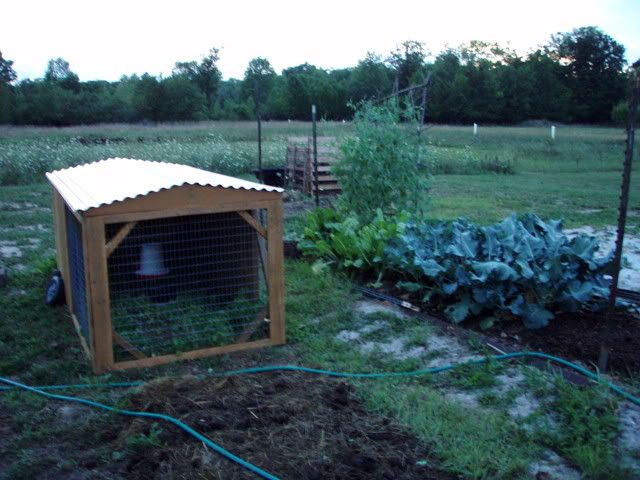 chickens026.jpg