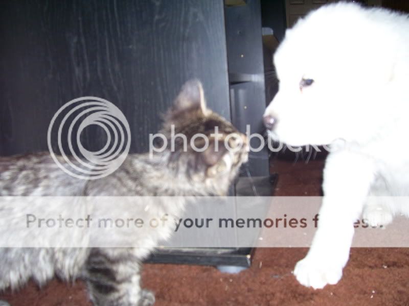 puppeehz039.jpg