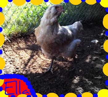 ellabird.jpg