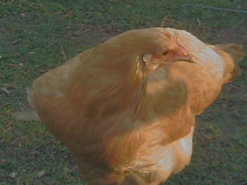 chicken011-1.jpg