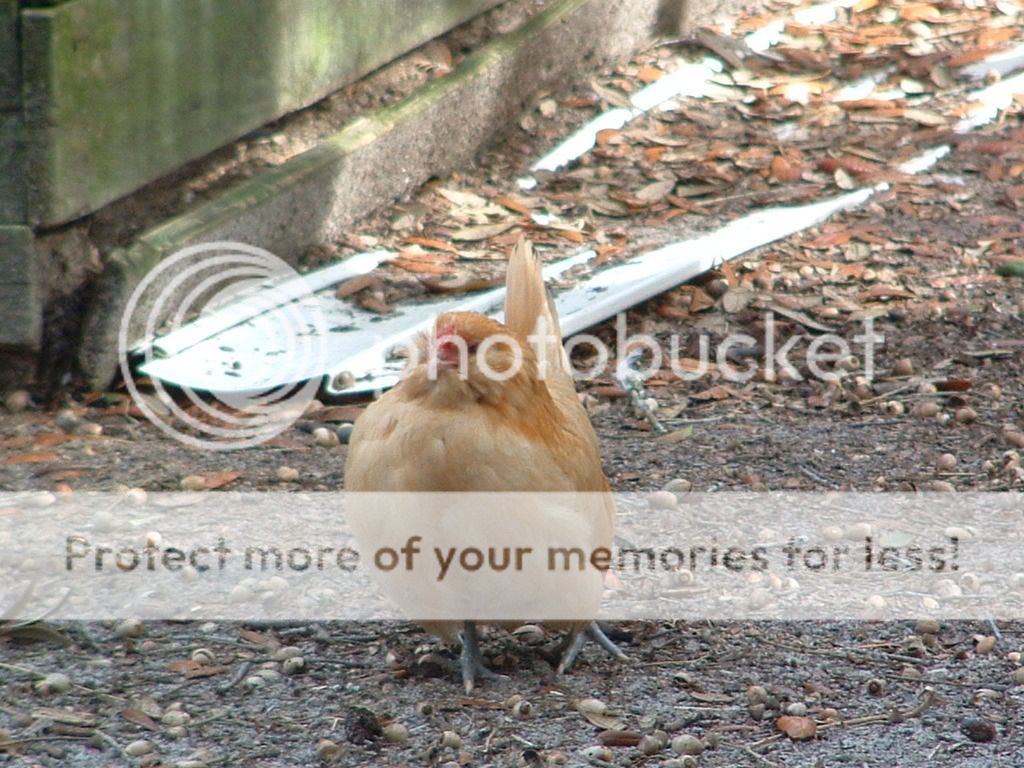 Foxy3-1.jpg