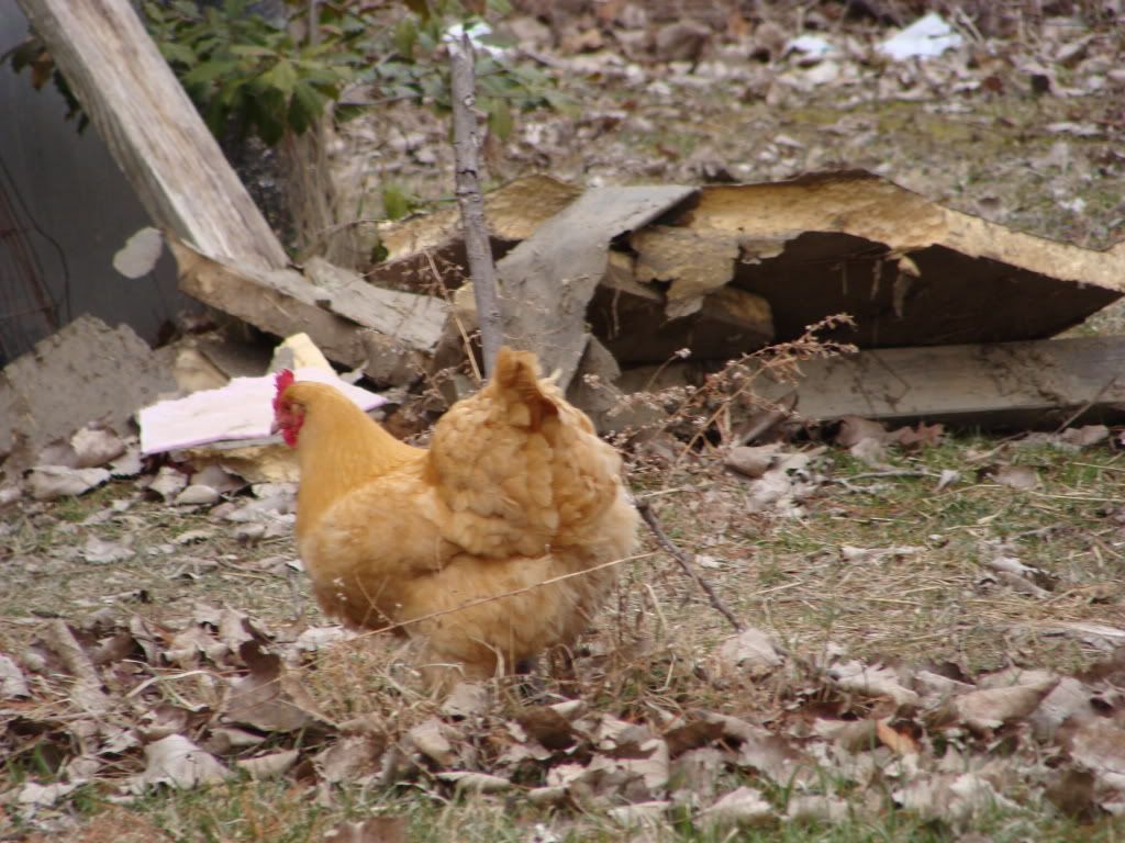 DSC02631.jpg