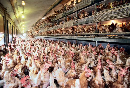 Free-range-hens.jpg