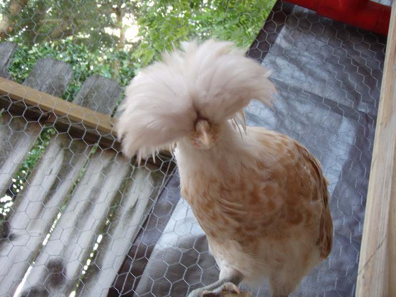 Chickens%20052.JPG