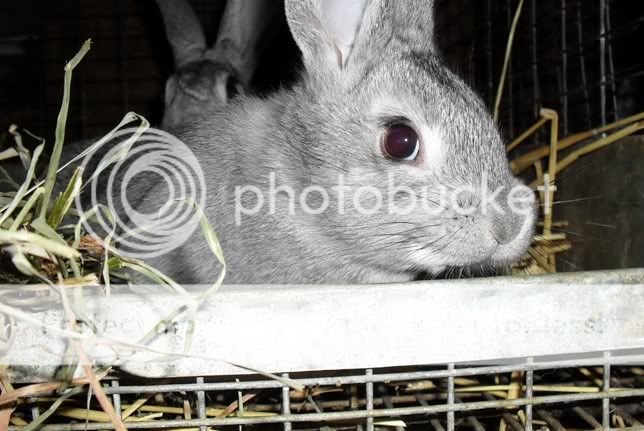 PBUNNIES2024.jpg
