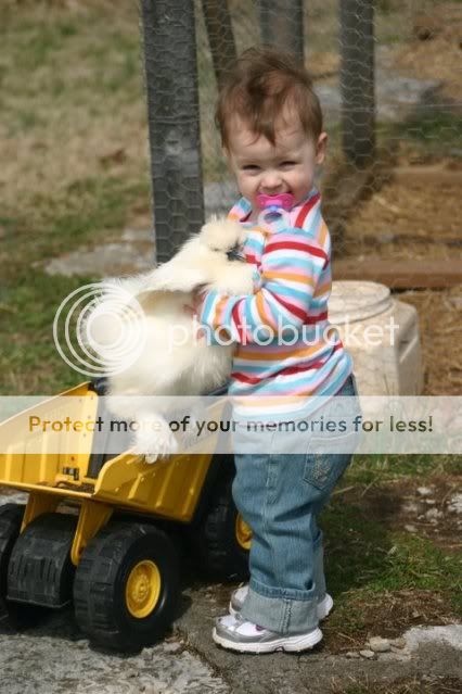silkie2.jpg