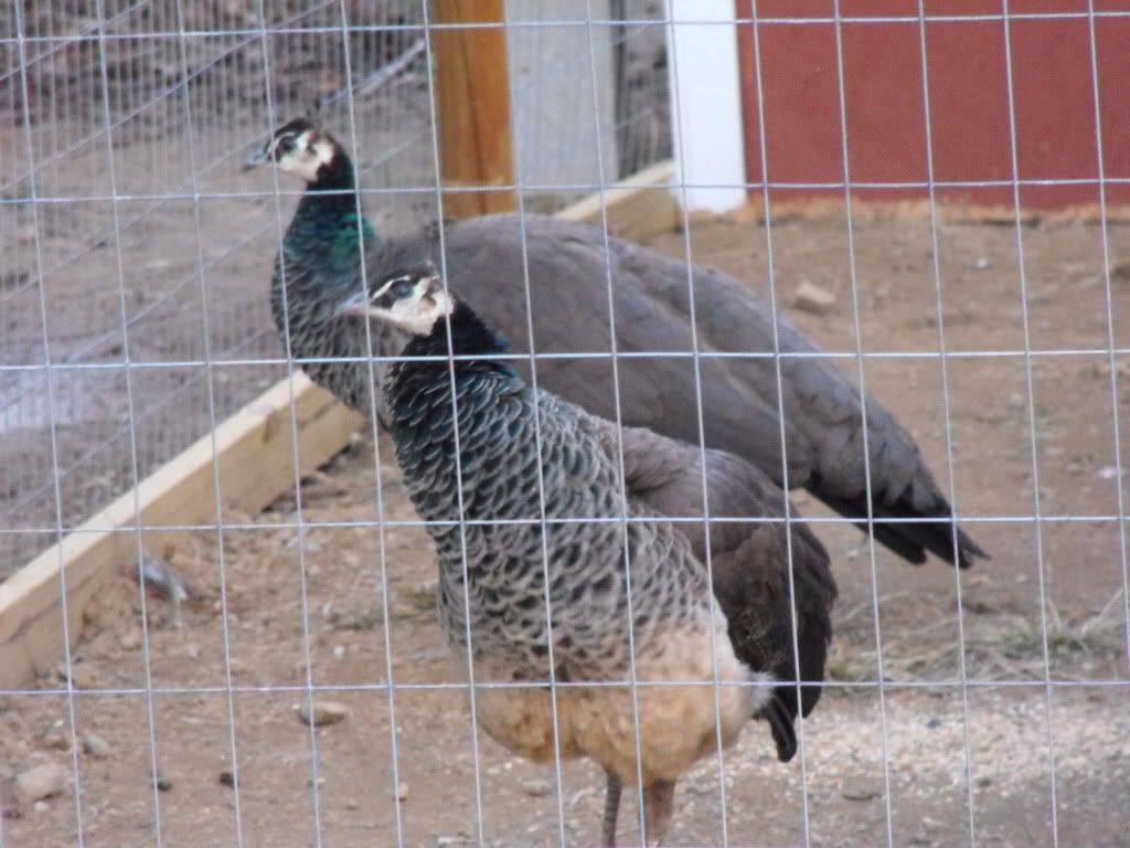 peacocks133.jpg