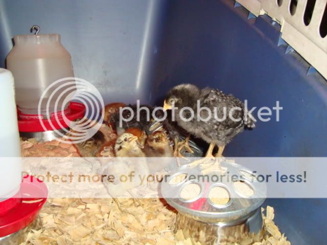 DSC00183.jpg