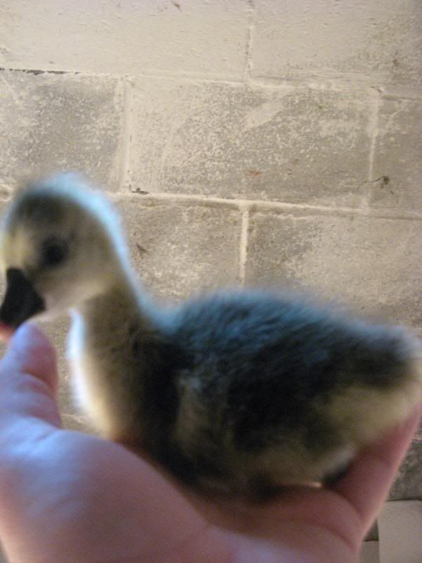 Goslings003.jpg