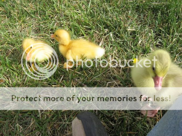 chickfieldtrip020.jpg