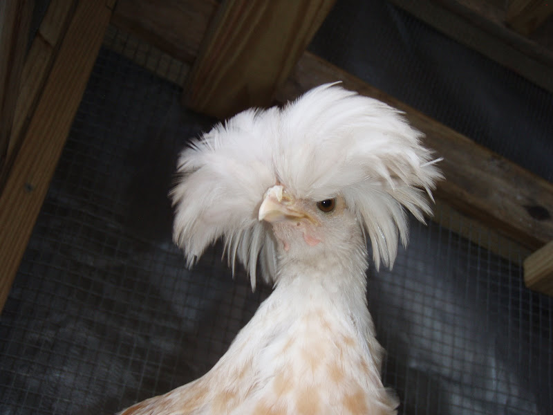 Chickens%20050.JPG